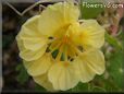yellow nasturtium flower