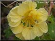 yellow nasturtium flower