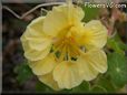 yellow nasturtium flower
