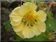 yellow nasturtium flower