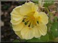 yellow nasturtium flower
