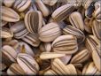 sunflower seeds