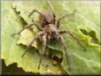 brown wolf spider