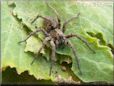 brown wolf spider