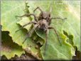 brown wolf spider