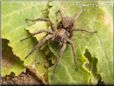 brown wolf spider