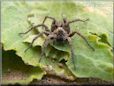 brown wolf spider