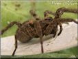 brown wolf spider