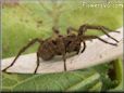 brown wolf spider