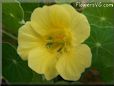 yellow nasturtium flower