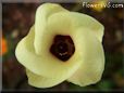 okra flower blossom pictures