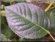 rose leaf 