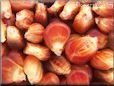 red corn seeds pictures