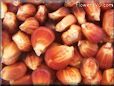 red corn seeds
