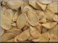 squash seeds