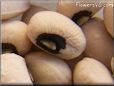 cow peas seeds