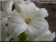 white hyacinth picture