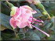 pink fuchsia flower pictures