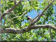 small black red and white bird