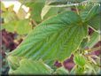 raspberry leaf