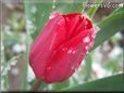 red tulip flower