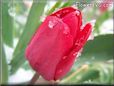 red tulip flower