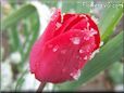 red tulip flower