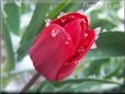 red tulip flower