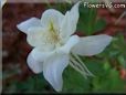 white columbine flower