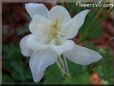 white columbine flower