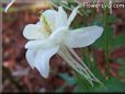 white columbine flower