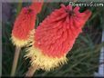 red yellow poker kniphofia flower