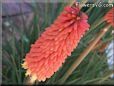 red poker Kniphofia pictures