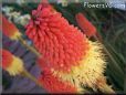 red yellow poker Kniphofia pictures