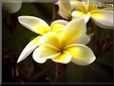 plumeria flower