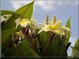 white yellow plumeria flower