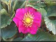 dark pink strawberry blossom flower