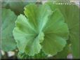 geranium leaf