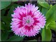 pink dianthus flower
