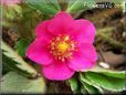 dark pink strawberry flower