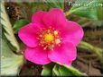 dark pink strawberry flower