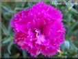 light purple carnation  flower