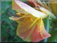 yellow pink canna flower