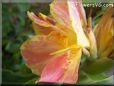 yellow pink canna flower