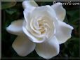white gardenia pictures