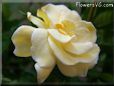 yellow gardenia flower