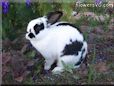 large white black bunny rabbit pictures