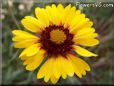 yellow blanket flower