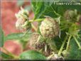 green raspberry fruit