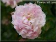 white pink peony pictures